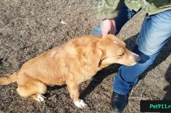 Пропала гончая-охотничья собака возле Буранного в Оренбургской области