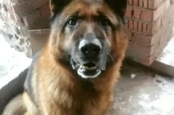 Пропала собака на Прокопьевской улице в Новосибирске