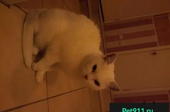 Найдена белая ангорская кошка в Сосновом Бору, отдадим в хорошие руки
