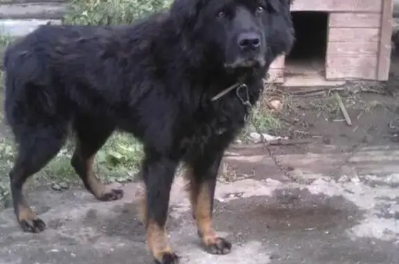 Пропала собака на ул. Лиговка (декабрь 2017)