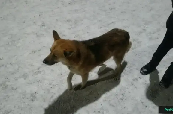 Найдена собака в Кузьминки-Люблино