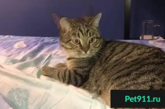 Пропала кошка в районе Юлдуса, вознаграждение гарантировано.