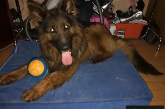 Найдена собака в Мытищах возле ТРЦ 