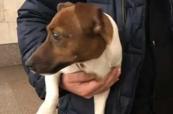 Найдена собака Джек Рассел в метро Бибирево