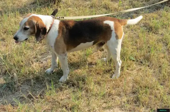 Пропала собака в Краснодаре, вознаграждение.