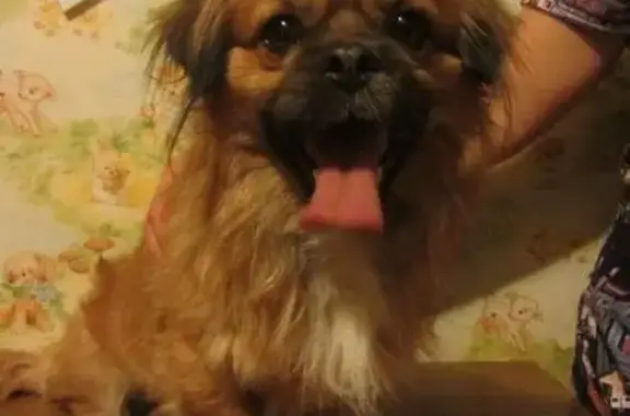Найдена собака Помесь с пекинесом в Эльмаше