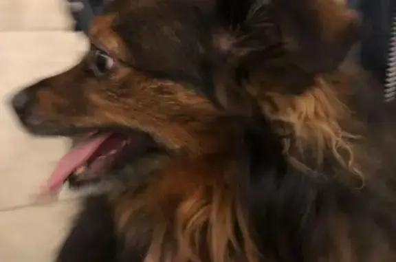 Собака найдена в метро Бибирево