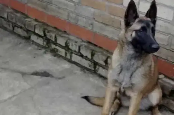 Пропала собака в Озерках, Белгородская область