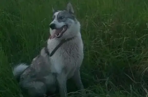 Собаки потеряшки, Пушнино, фото: Потеряшка собака в пос. Пушнино, Владимирская область