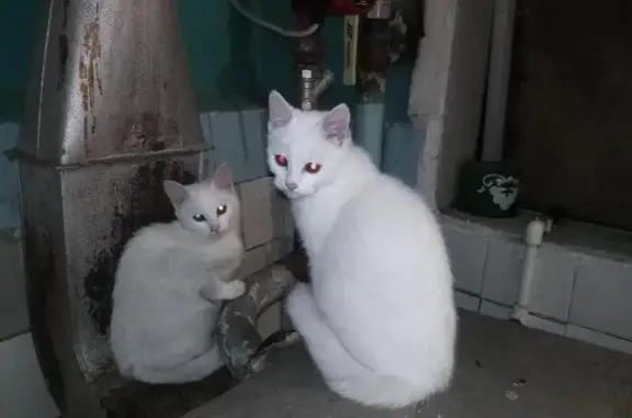 Пропали 2 белых котенка в Таганроге, Ростовская область