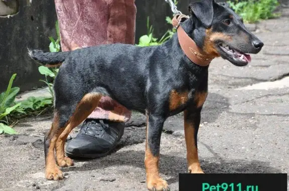 Пропала собака в деревне Клишева, Раменский район, Московская область