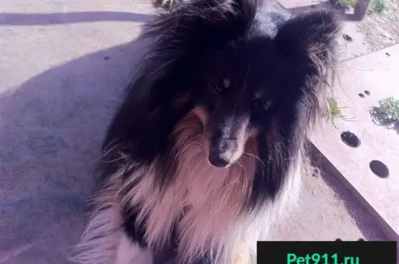Пропала собака в Котельниче, район горы, вознаграждение гарантировано!