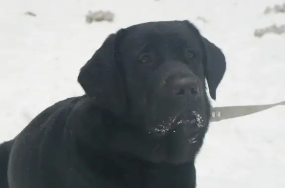 Пропала собака в поселке Солонцы, Красноярский край