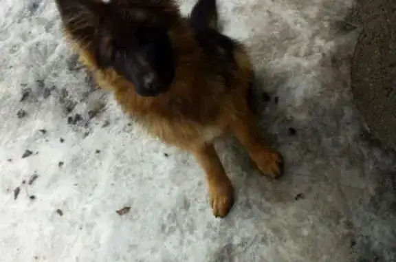 Пропала собака в Калининском округе, вознаграждение!