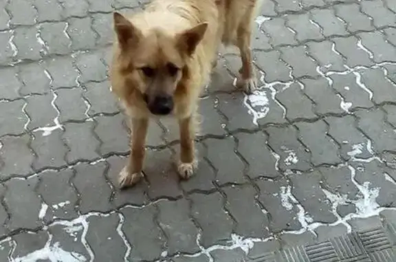 Пропала собака в Мытищах, найдена!