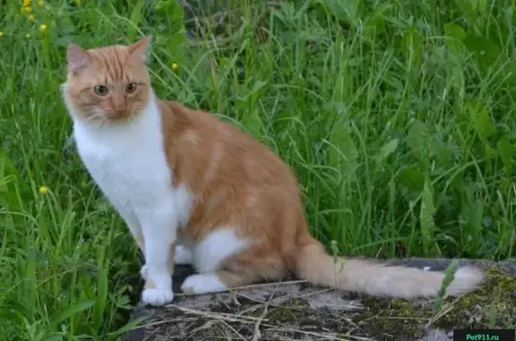 Пропала кошка Нюшан в Никольском, Ленинградская область.