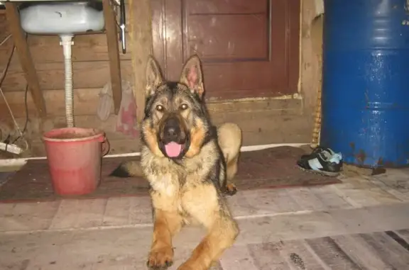Собака с ошейником найдена в Новосибирске