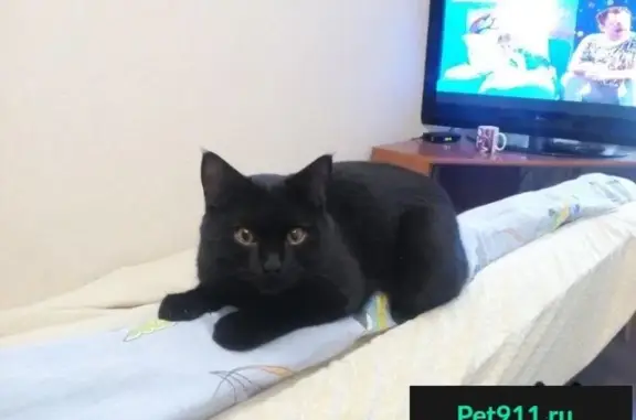 Пропала кошка на Волгоградской, найден черный кот