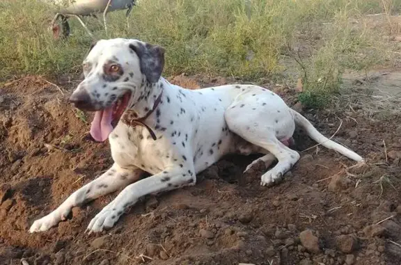 Пропала собака в Крымском районе, поселок Фадеево