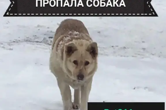 Пропала собака Гека в деревне Юкки, Всеволожский район