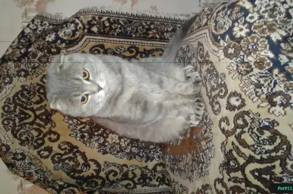 Пропала кошка в Тюмени на ул. Менделеева