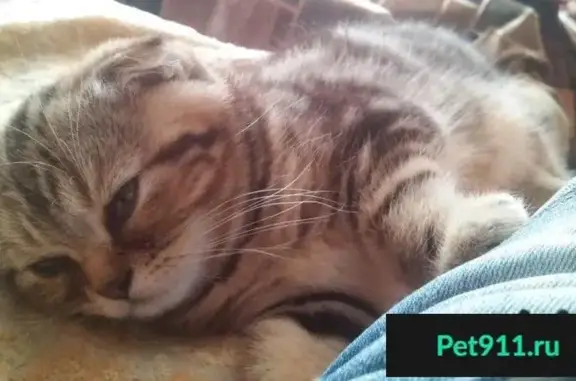 Пропал доверчивый кот в Пензе, Россия.
