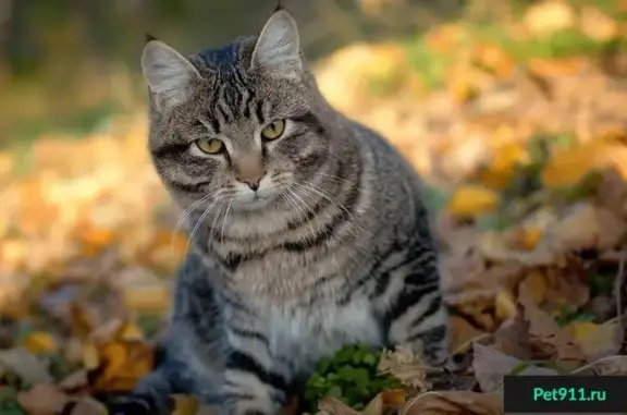 Пропал полосатый кот в поселке Мичуринский, Брянская область