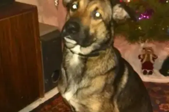 Пропала собака в Батайске, черный ошейник, Новый год.