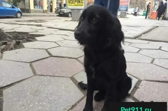 Пропала, найдена собака в Ялте