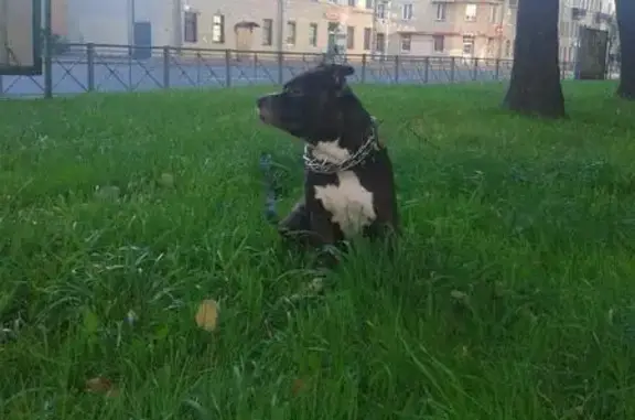 Пропала собака на Гражданском проспекте, СПб - Стаффордширский терьер, коричневый, некупированные уши, вознаграждение гарантировано!