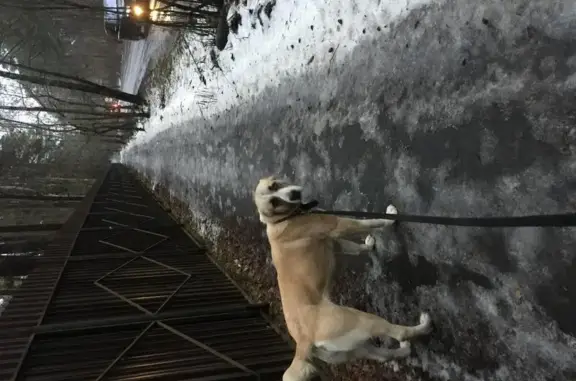 Пропала собака Сола в Московской области