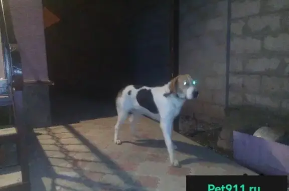 Пропала и найдена собака в Славянске-на-Кубани