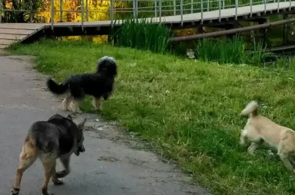 Пропала собака в Одинцовском районе: Виндавский проспект, 3