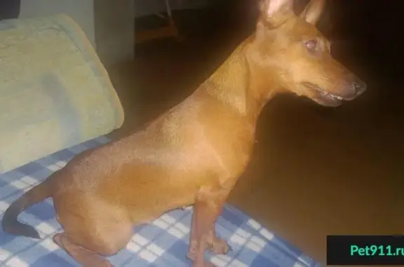 Собака найдена на остановке Юбилейная в Сочи.