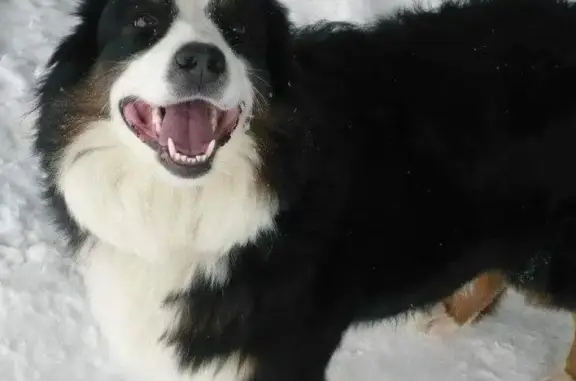 Пропала собака Аяша в посёлке Медгородок РКБ