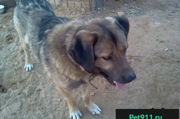 Пропала собака в Щёлковском районе, МО - Рекс, кавказский овчарка.