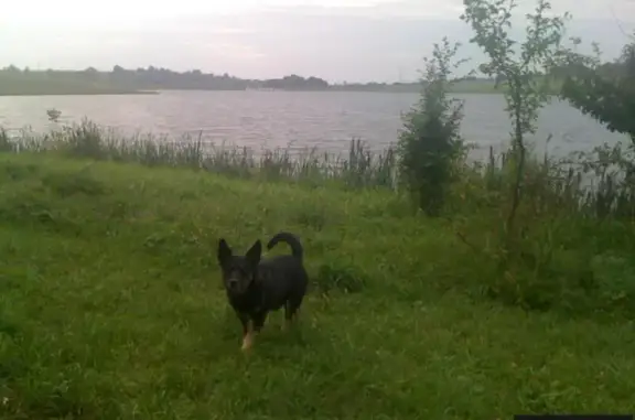 Пропала собака Крош в Марково, Курская область