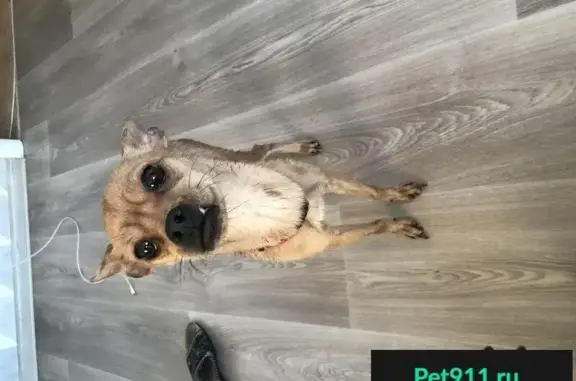 Пропала собака в Хабаровске, найдена!