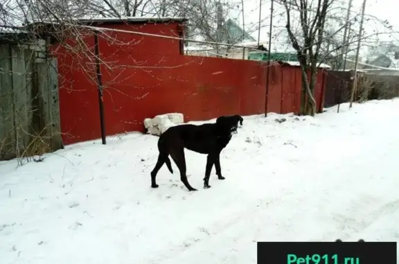 Пропала собака в Сормовском районе, Нижний Новгород
