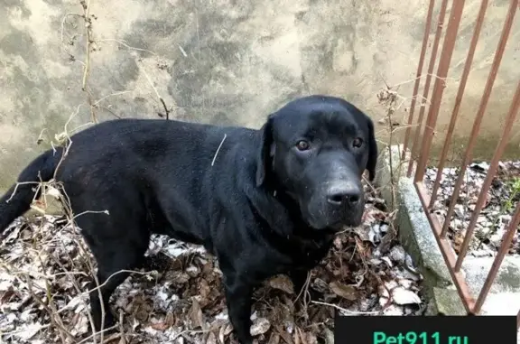 Пропала собака в районе Спутник-2, найден черный кобель