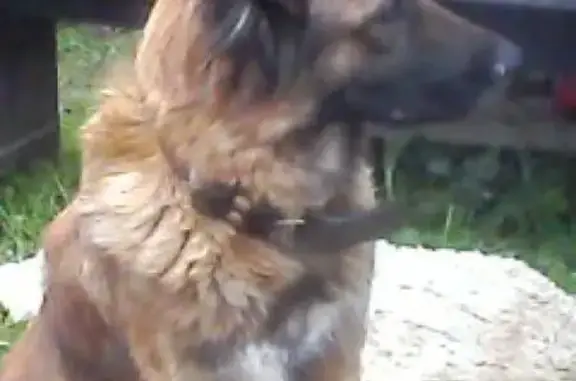 Найдена молодая собака в Новоалтайске