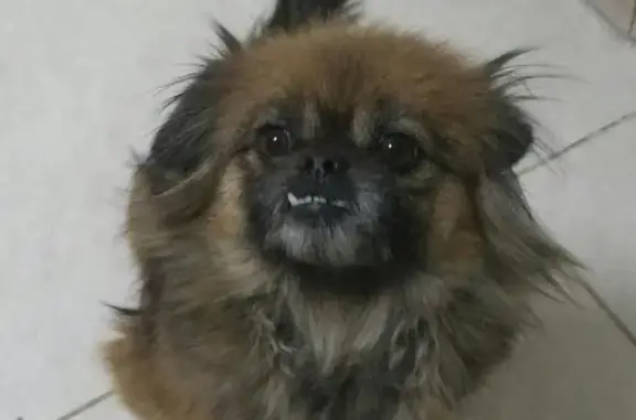 Найдена собака Потеряшка в Краснодаре на Адыгейской набережной