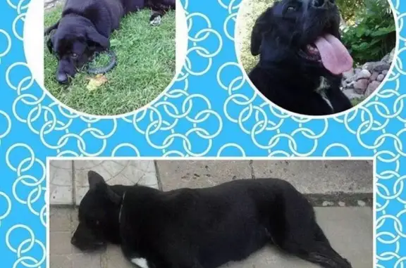 Пропала собака возле Новодевичьего монастыря, ищут в Хамовниках.