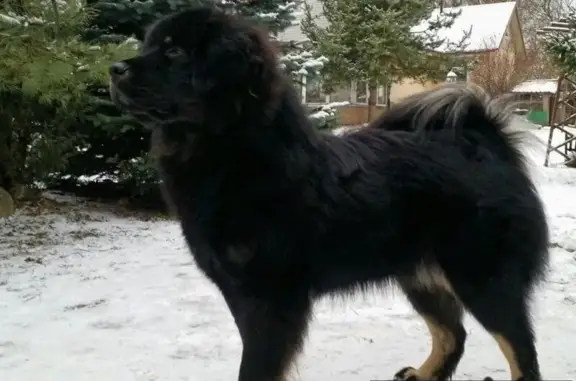 Пропала собака на дороге к Большому Пикино в Борском районе, Нижегородская область