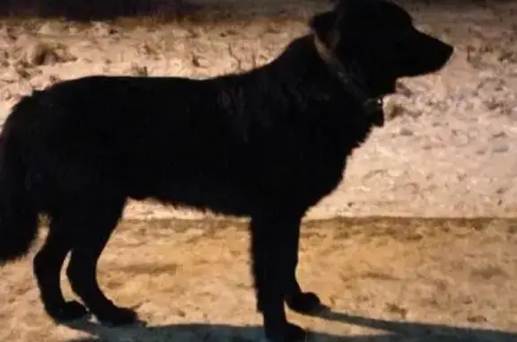 Пропала собака на ул. Шибанково в Наро-Фоминске