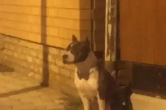 Собака найдена на улице Гагарина, между домами 149 и 151 в Краснодаре