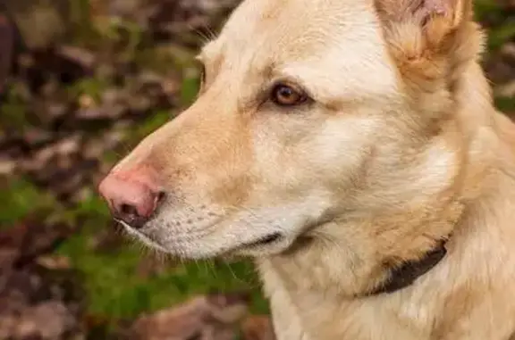 Пропала собака в Москве, поселение Марушкинское, деревня Давыдково.
