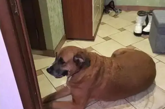 Пропала собака, найден огромный пёс в Москве