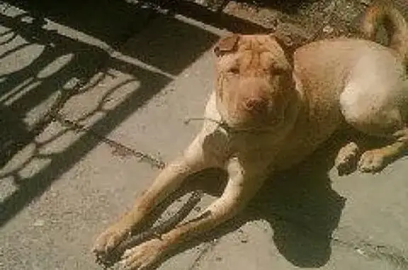 Пропала собака в ЧМР, Краснодар, текстильный ошейник.