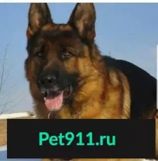 Собака Арекс пропала в Красноярске на остановке 4 мрн.